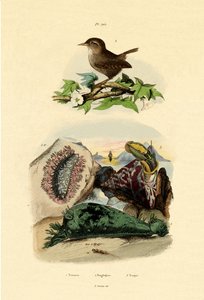 シースラッグ、1833-39 作： French School